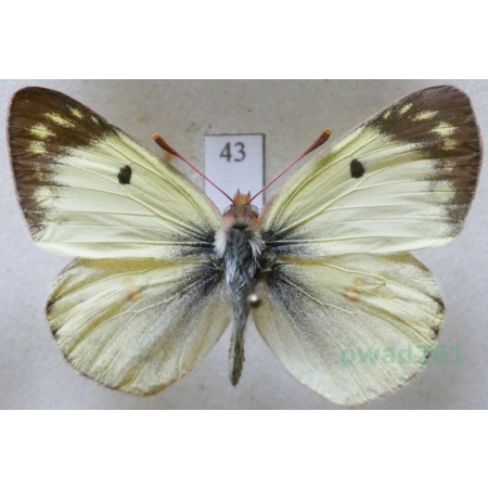 Colias alfacariensis Ribbe, 1905 male Szlaczkoń południowiec Czech43